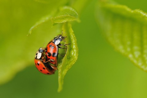 Asian lady beetle (Harmonia axyridis) Harmonia axyridis coppula
