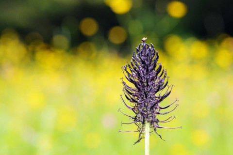 The black devil's claw is a lime-loving plant on moor meadows and nutrient-poor grassland. Phyteuma