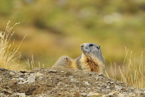 Marmot observe their environment