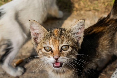 Portrait of striped cat, Stray homeless catourdoors in street