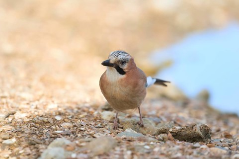 Eurasian jay in nature near water
