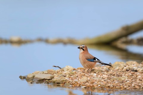 Eurasian jay in nature near water