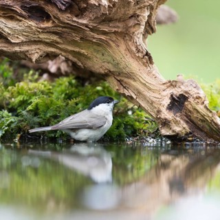 Marsh tit passerine bird in tree