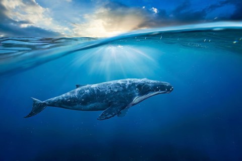 Whale in half air