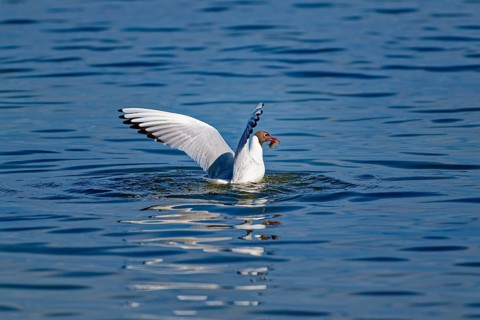 A black-headed gull (Chroicocephalus ridibundus) proudly flying on the water raises its wings after