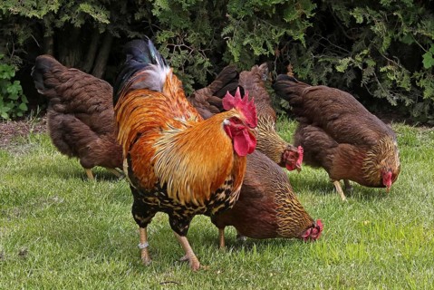 Chickens, Welsumer chicken breed