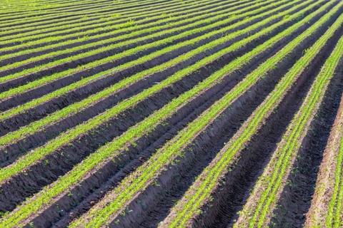 Carrot Field Green Rows, Carrots Growing on Field