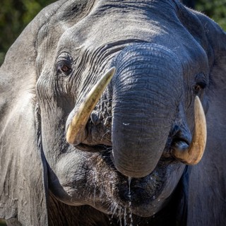 African elephant (Loxodonta africana) drinking, portrait, Manyeleti Game Reserve, South Africa,