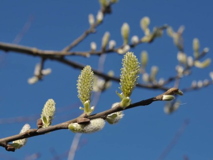Sal willow (Salix caprea)