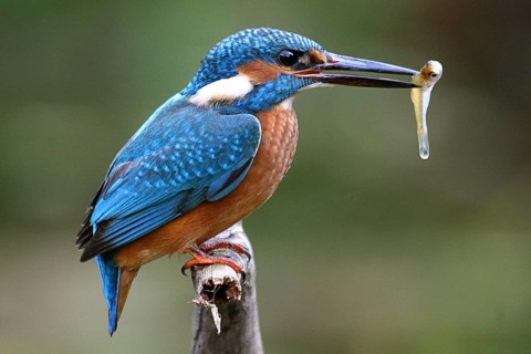 Kingfisher (Alcedo atthis)