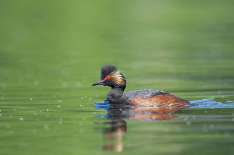 Black-necked Grebe (Podiceps nigricollis)