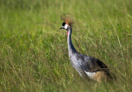Crowned crane (Balearica pavonina)