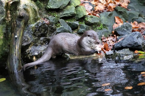 Otter (Lutra lutra)