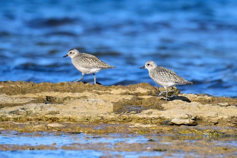 Little Ringed Plover (Pluvialis squatarola)