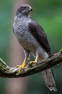Goshawk (Accipiter gentilis)