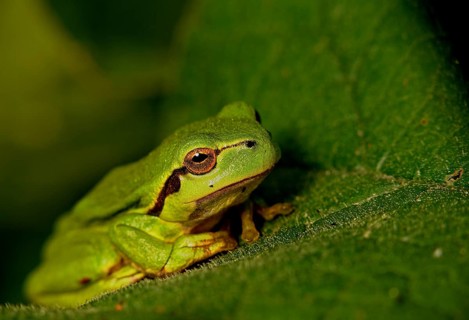 Tree frog (Hyla aborea)