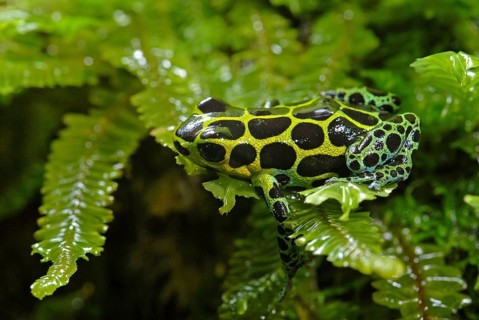 Variable poison dart frog (Ranitomeya variabilis)