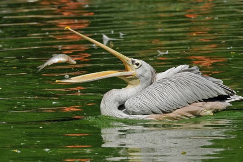 Rufous pelican (Pelecanus rufescens)