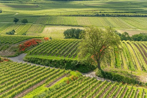 Poppies in bloom in the vineyard in spring. Kaiserstuhl, Emmendingen, Fribourg-en-Brisgau,