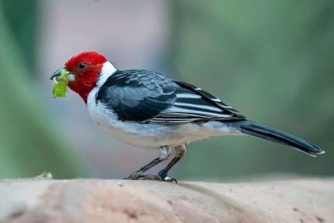 Red-cowled Cardinal (Paroaria dominicana)