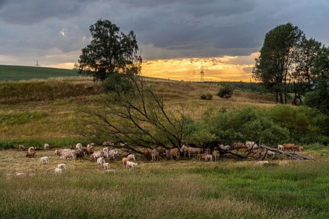 Herd of cows in the Harz Mountains with sunset