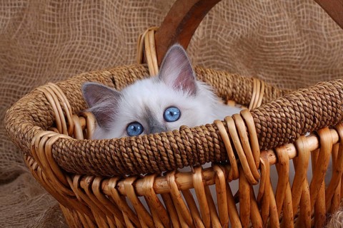 SACRED CAT OF BURMA, BIRMAN CAT, LITTER, SITS IN BASKET
