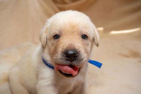 Beautiful young yellow labrador retriever puppy dog portrait