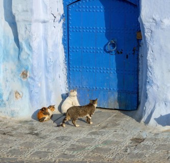 Cats on traditional old blue street with inside Medina of Chefchaouen, Morocco, Africa