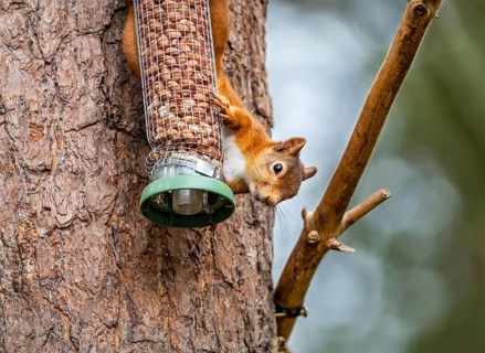 Red Squirrel on a peanut bird feeder