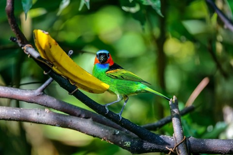 Close-up of a Red-necked tanager feeding on a banana, facing to camera, against defocused green