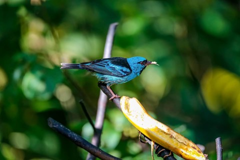Blue Dacnis on a banana in sunlight against defocused green background, Folha Seca, Brazil, South
