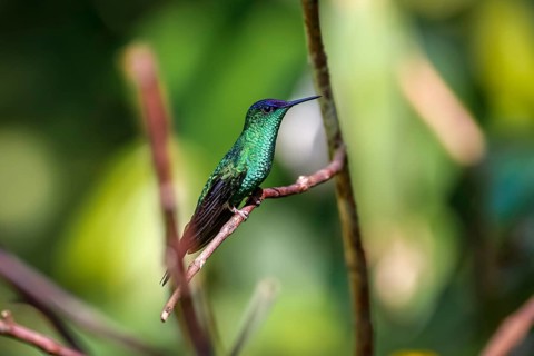 Violet-capped woodnymph perched on a branch against defocused background, Folha Seca, Brazil, South