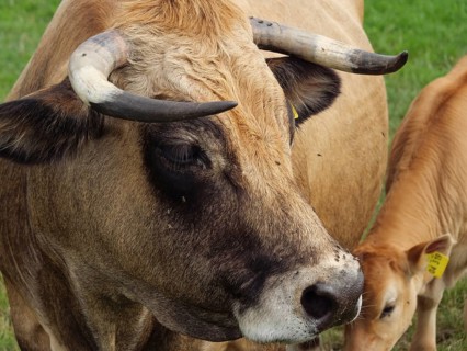 Close-up of a cow with horns and a calf in the background, Velen, North Rhine-Westphalia, Germany,