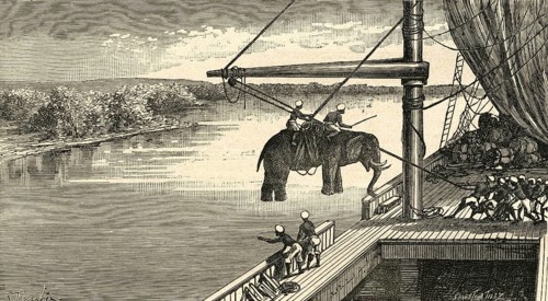 Transportation of elephants from India to Africa