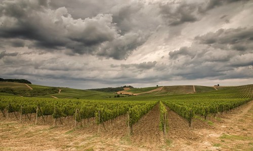 Vineyards in Tuscany under a dramatic cloudy sky