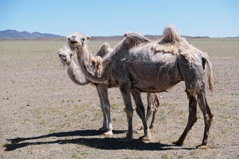 A camel graze in the stone desert of Western Mongolia