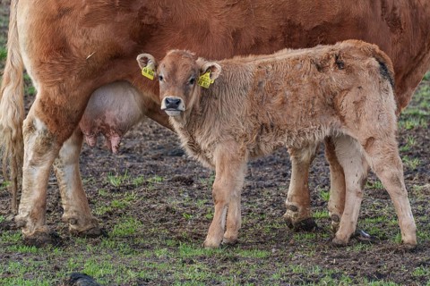 A calf stands close to a cow in a meadow. The calf is wearing yellow ear tags, weseke, münsterland,