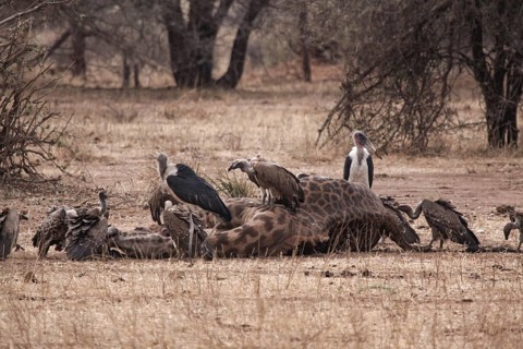 Vultures eat corpse of dead giraffe