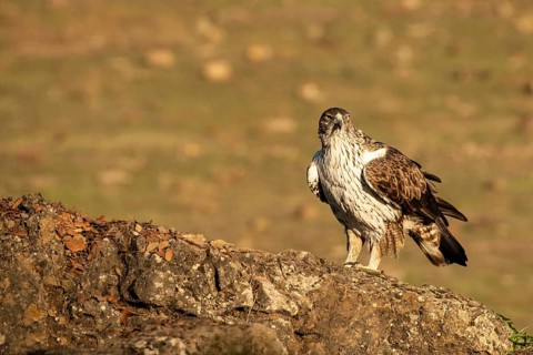 Aquila fasciata, spain