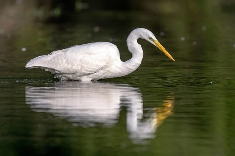 GREAT EGRET ARDEA ALBA