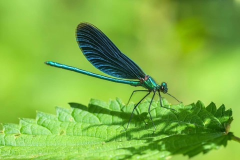 Blue-winged damselfly (Calopteryx virgo), male, ?, sunbathing on nettle leaf, Dillendorf,