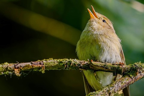 A songbird (chiffchaff) sits on a branch and sings, Bogen, Lower Bavaria