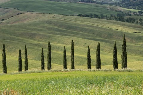 Val d'orcia, rolling hills with cypress trees, landscape, tuscany, italy