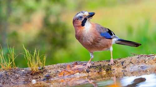 Jay, Garrulus glandarius, Forest Pond, Mediterranean Forest, Castilla y Leon, Spain, Europe