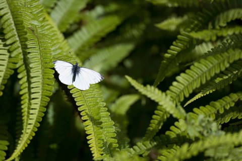 Small White, Pieris rapae, resting on a fern in the spring sunshine in Scotland