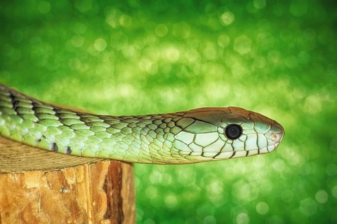 Green Snake on the Stump Varna, Bulgaria, Europe