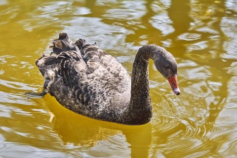 Black Swan Swims on the Pond Varna, Bulgaria, Europe