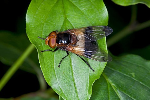 Volucella pellucens, Pellucid Fly, Hover Fly