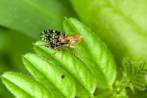 Oxyna flavipennis, Fruit Fly