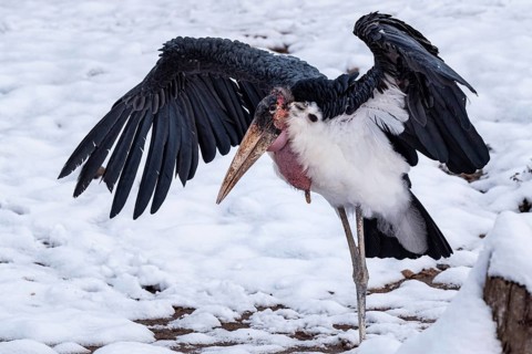 Marabou Stork (Leptoptilos crumeniferus) with outstretched wings in the snow. Portrait of large